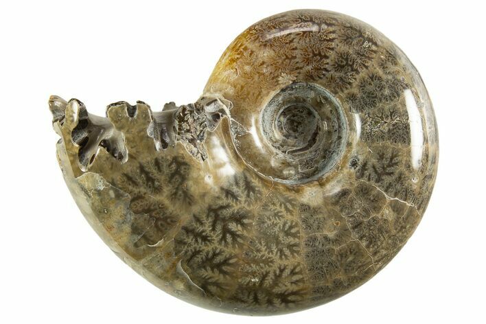 Polished, Chambered Ammonite (Argonauticeras) Fossil - Madagascar #327367